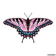pink butterfly with blue pattern on the wings of the symmetric t vászonkép, poszter vagy falikép
