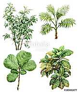 Watercolor tropical plants vászonkép, poszter vagy falikép