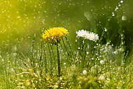 Dandelion and Daisy in the rain. Macro with beautiful bokeh.Sele vászonkép, poszter vagy falikép
