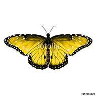 butterfly symmetric top view yellow with spots , sketch vector g vászonkép, poszter vagy falikép