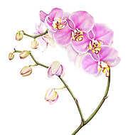 Pink watercolor phalaenopsis orchid isolated on white background vászonkép, poszter vagy falikép