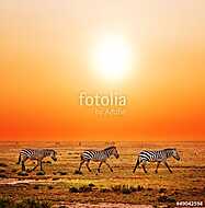 Zebra állomány afrikai naplementében vászonkép, poszter vagy falikép