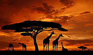 a zsiráfok állománya a napsütésben vászonkép, poszter vagy falikép