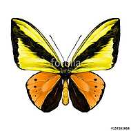 butterfly symmetric top view of orange and yellow flowers, sketc vászonkép, poszter vagy falikép