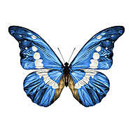 Kék pillangó vászonkép, poszter vagy falikép
