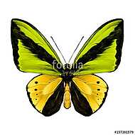 butterfly symmetric top view of green and yellow colors, sketch vászonkép, poszter vagy falikép