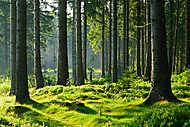 Érintetlen természetes erdei erdő a meleg reggeli fényben vászonkép, poszter vagy falikép