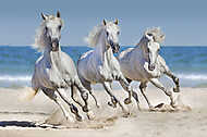 A lovak a part mentén futnak vászonkép, poszter vagy falikép