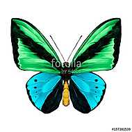 butterfly symmetric top view green and blue colors, sketch vecto vászonkép, poszter vagy falikép