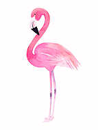 Rózsaszín flamingó vászonkép, poszter vagy falikép