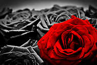 A vörös rózsa, fekete-fehér rózsákkal vászonkép, poszter vagy falikép