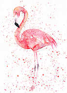 Flamingó vászonkép, poszter vagy falikép