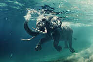 An elephant underwater vászonkép, poszter vagy falikép