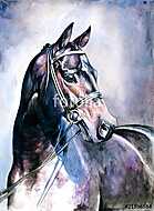 Fekete ló (akvarell) vászonkép, poszter vagy falikép