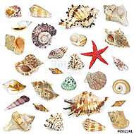 Seashel kollekció fehér háttérrel. vászonkép, poszter vagy falikép