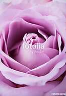 purple, mauve color fresh summer rose macro shot, natural abstra vászonkép, poszter vagy falikép