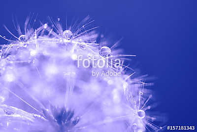 Dandelion with water drops. Macro of a dandelion. (fotótapéta) - vászonkép, falikép otthonra és irodába