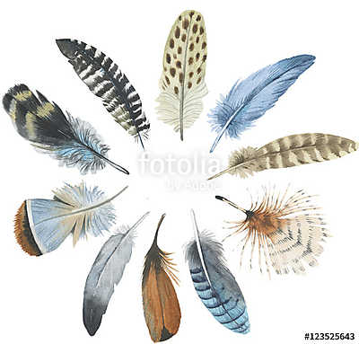 Watercolor bird feather from wing isolated. Aquarelle feather fo (poszter) - vászonkép, falikép otthonra és irodába