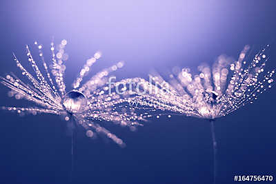 Abstract macro of a dandelion. Water drops on a dandelion. Spark (fotótapéta) - vászonkép, falikép otthonra és irodába