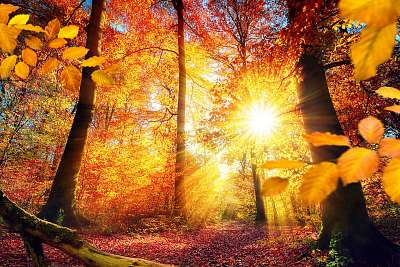 Festői ősz az erdőben, sok nap és élénk színekkel (többrészes kép) - vászonkép, falikép otthonra és irodába