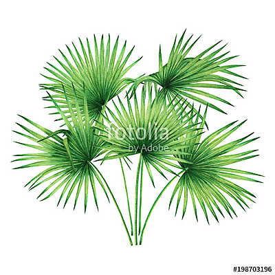 Watercolor painting tree coconut,palm leaf,green leave isolated  (fotótapéta) - vászonkép, falikép otthonra és irodába