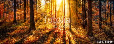 Napfényes kilátás ősszel, panorámaként (bögre) - vászonkép, falikép otthonra és irodába