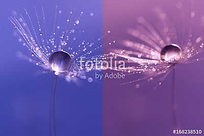 Dandelions with dew drops on a double backdrop . Macro of a dand (fotótapéta) - vászonkép, falikép otthonra és irodába