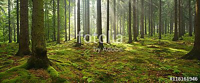 Lúcfa erdő, napsugarak a köd segítségével világító moha fedél (poszter) - vászonkép, falikép otthonra és irodába