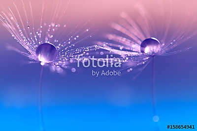Dandelion with drops of water in a beautiful tonality. Macro of  (többrészes kép) - vászonkép, falikép otthonra és irodába