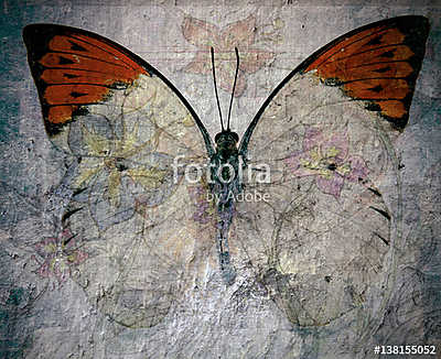butterfly (poszter) - vászonkép, falikép otthonra és irodába
