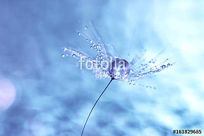 Macro of dandelion with water drops. Dandelion seeds on a beauti (poszter) - vászonkép, falikép otthonra és irodába