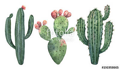 Watercolor vector set of cacti and succulent plants isolated on  (bögre) - vászonkép, falikép otthonra és irodába