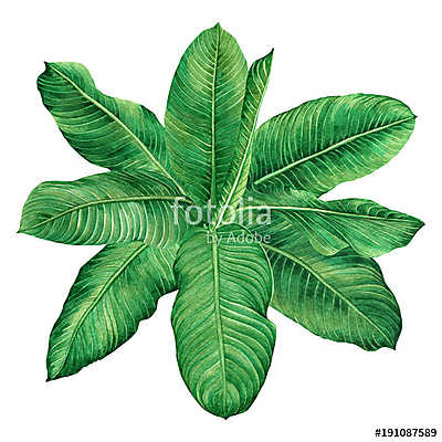 Watercolor painting green leaves,palm leaf isolated on white bac (bögre) - vászonkép, falikép otthonra és irodába