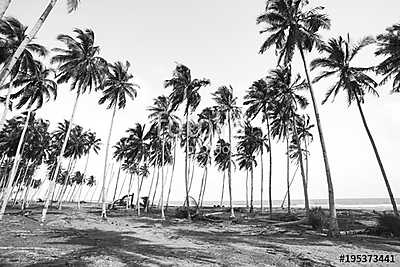 Coconut tree view in black and white with vintage effect. (többrészes kép) - vászonkép, falikép otthonra és irodába