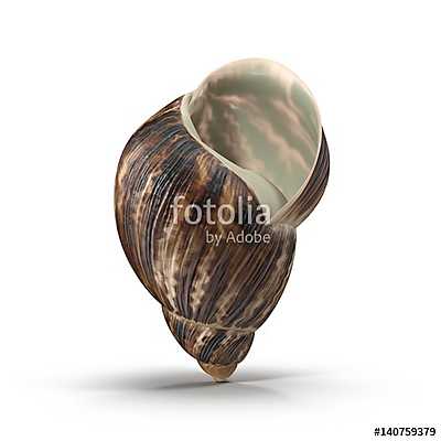 Marginata Shell on white. 3D illustration (többrészes kép) - vászonkép, falikép otthonra és irodába