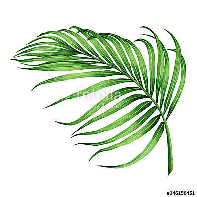 Watercolor painting coconut, palm leaf,green leave isolated on w (bögre) - vászonkép, falikép otthonra és irodába