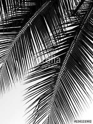 beautiful palms leaf on white background (keretezett kép) - vászonkép, falikép otthonra és irodába