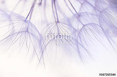 Dandelion seeds closeup in delicate shades.Selective focus (bögre) - vászonkép, falikép otthonra és irodába