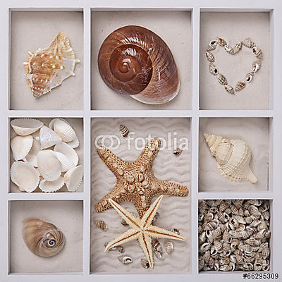 Seashells fehér dobozban (keretezett kép) - vászonkép, falikép otthonra és irodába