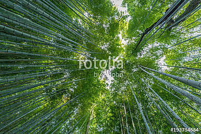 Early morning sky view through bamboo stalks at Beautiful Sagano (többrészes kép) - vászonkép, falikép otthonra és irodába