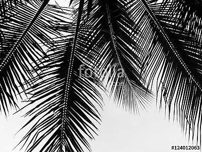 beautiful palms leaf on white background (többrészes kép) - vászonkép, falikép otthonra és irodába