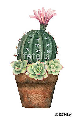 Watercolor vector composition of cacti and succulents in a pot i (keretezett kép) - vászonkép, falikép otthonra és irodába