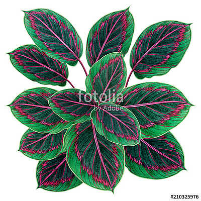 Watercolor painting green,red leaves,palm leaf isolated on white (keretezett kép) - vászonkép, falikép otthonra és irodába