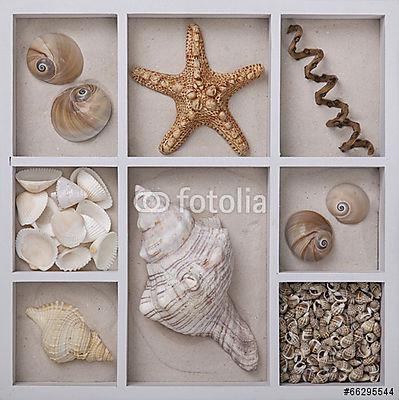 Seashells fehér dobozban (többrészes kép) - vászonkép, falikép otthonra és irodába