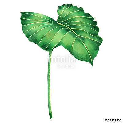 Watercolor painting big green leaves,palm leaf isolated on white (keretezett kép) - vászonkép, falikép otthonra és irodába