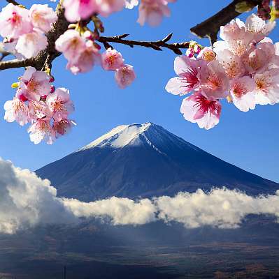 Mt Fuji és Cherry Blossom (bögre) - vászonkép, falikép otthonra és irodába