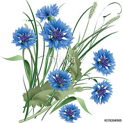 Bouquet bunch of blue cornflowers wildflowers with green leaves. (keretezett kép) - vászonkép, falikép otthonra és irodába