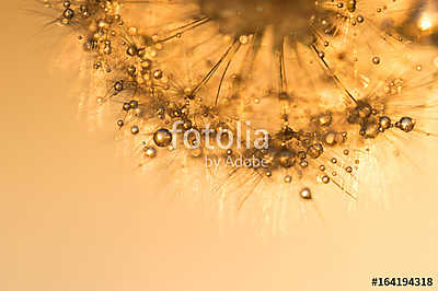 Dandelion with golden drops at sunset. Beautiful sparkling image (keretezett kép) - vászonkép, falikép otthonra és irodába