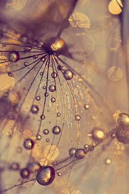 Abstract macro of a dandelion with dew drops. Gold drops. (keretezett kép) - vászonkép, falikép otthonra és irodába