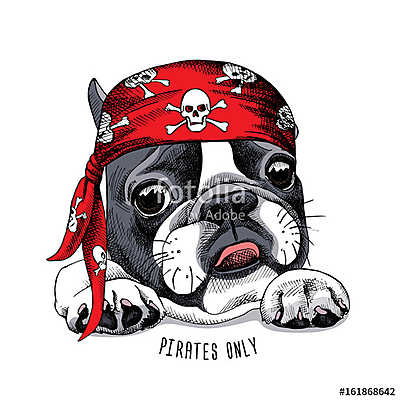 French Bulldog portrait in a pirate bandana. Vector illustration (poszter) - vászonkép, falikép otthonra és irodába